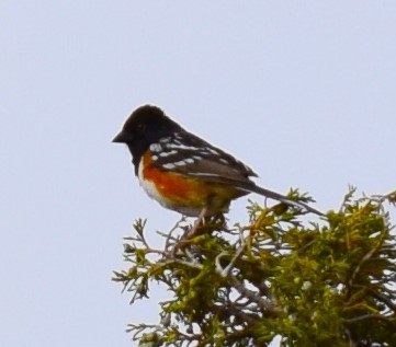 Spotted Towhee - ML620799914