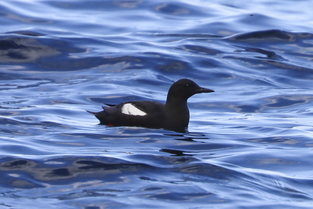 Black Guillemot - ML620799915