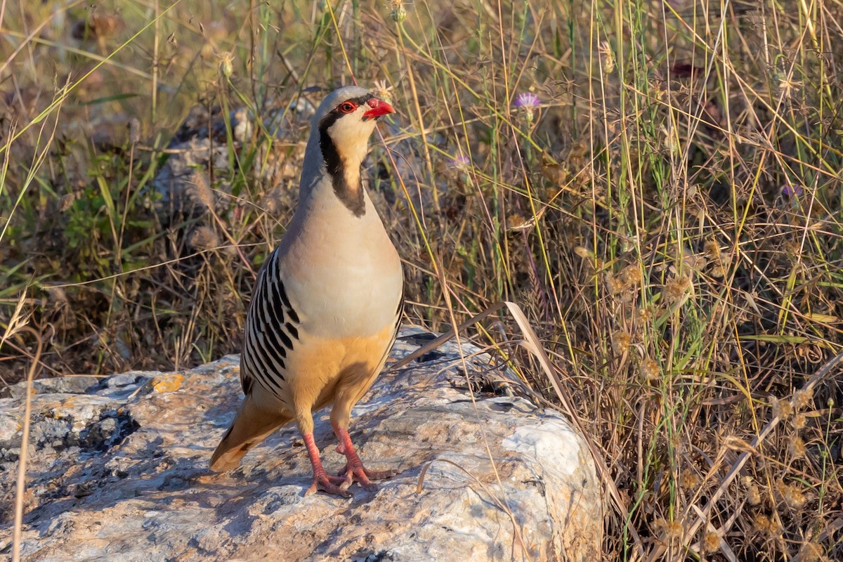 Chukar - ML620799918