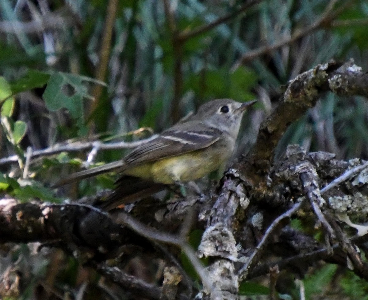 Hammond's Flycatcher - Denise Van Peursem