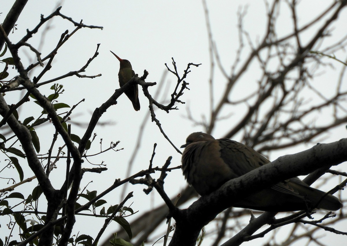 Gilded Hummingbird - ML620799922