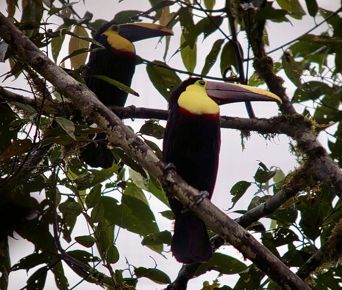Yellow-throated Toucan (Chestnut-mandibled) - ML620799932