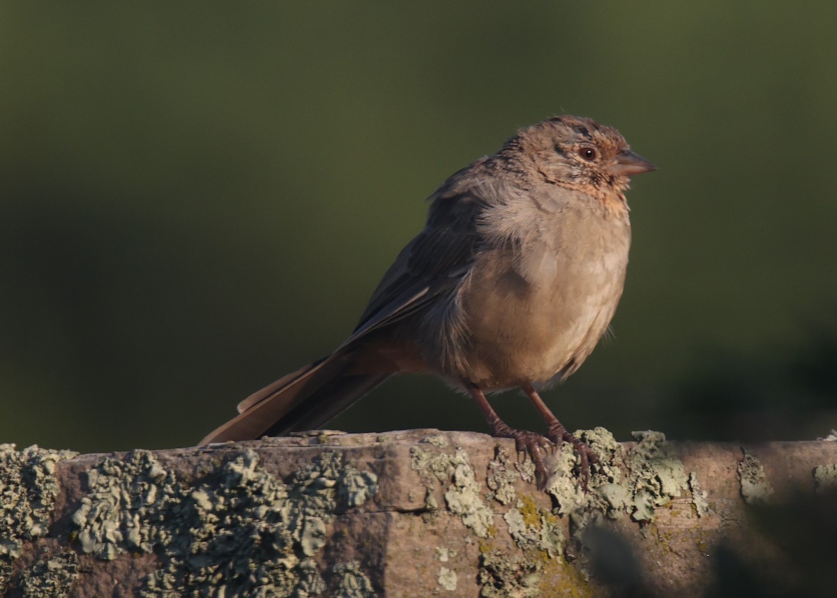 Bushtit - Linda Dalton