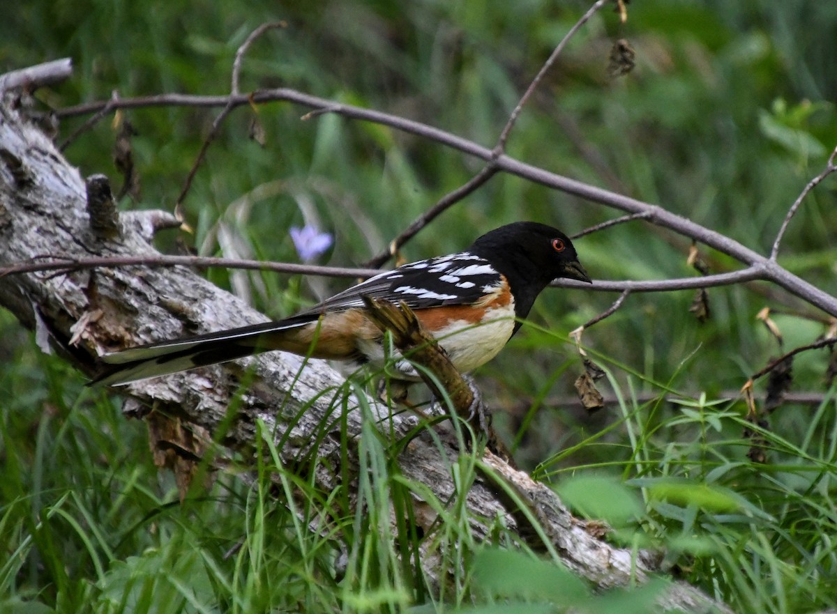 Spotted Towhee - Denise Van Peursem