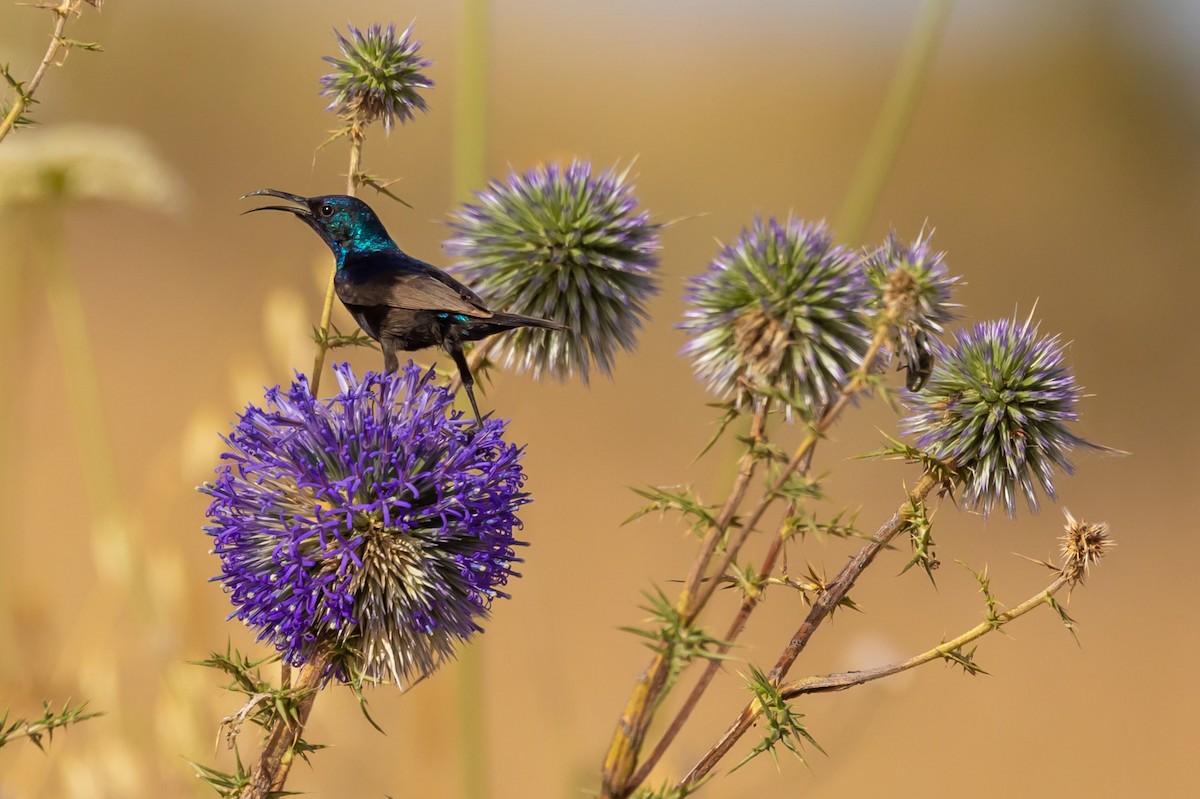 Palestine Sunbird - ML620799944