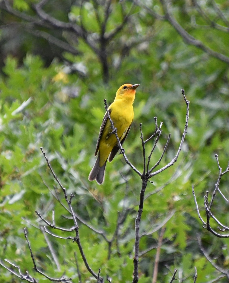 Western Tanager - ML620799961