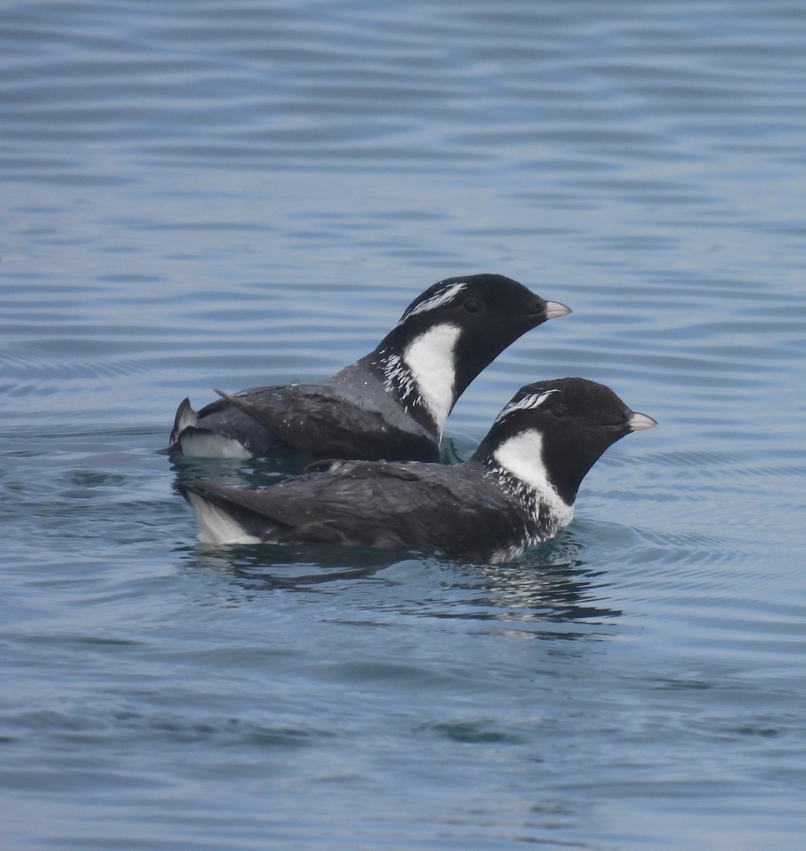 Ancient Murrelet - ML620799967