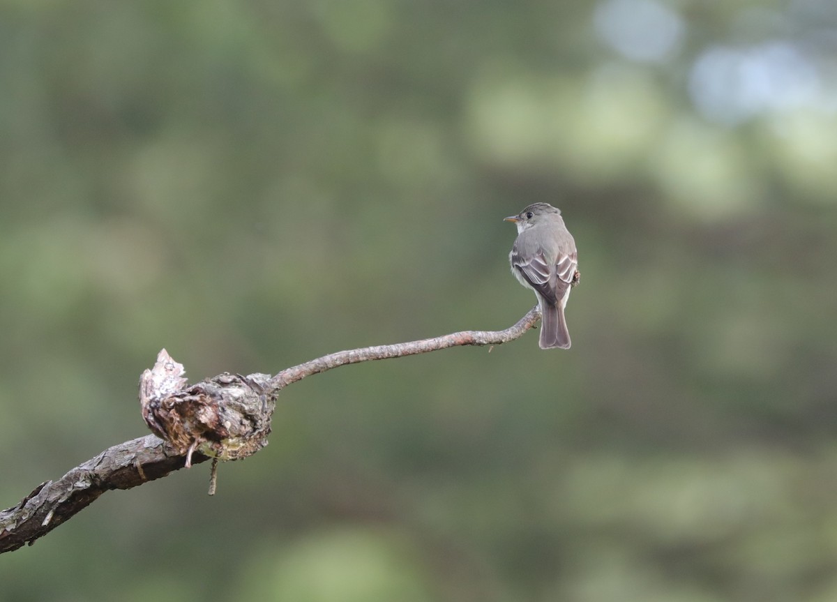 Eastern Wood-Pewee - ML620799968