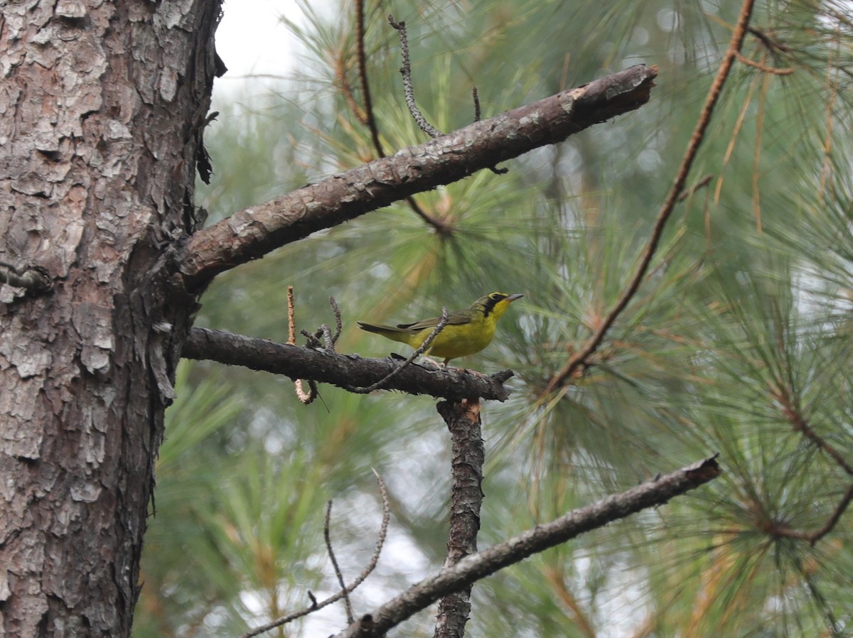 Kentucky Warbler - ML620799971