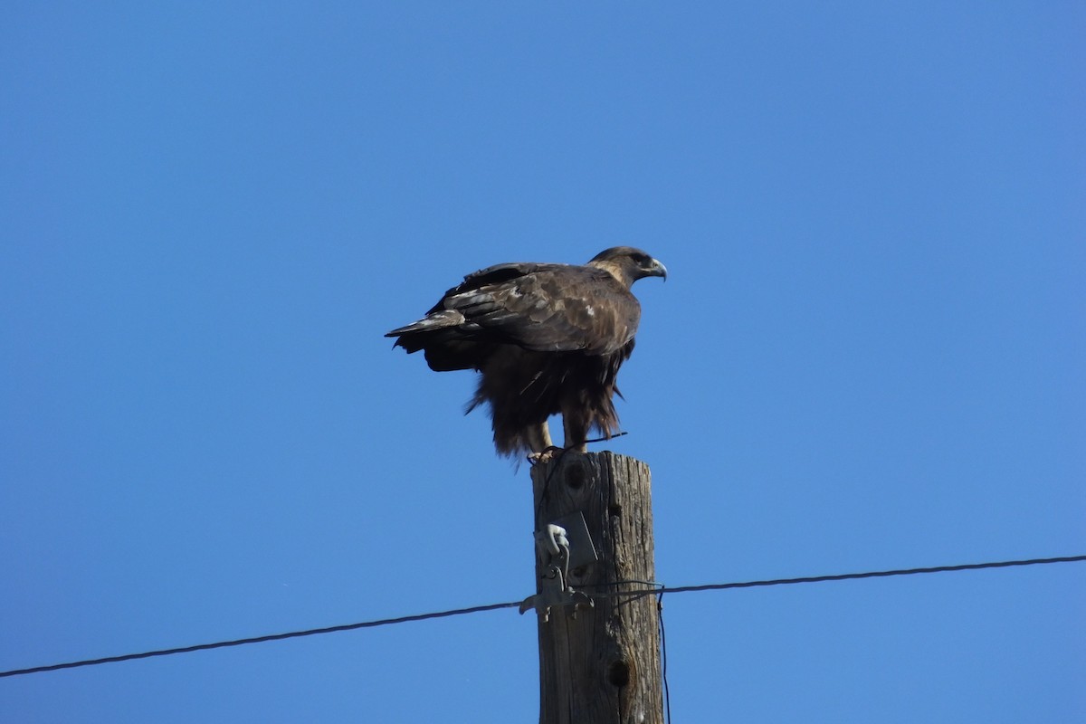 Golden Eagle - ML620799972