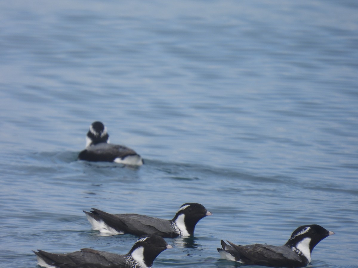 Ancient Murrelet - ML620799975