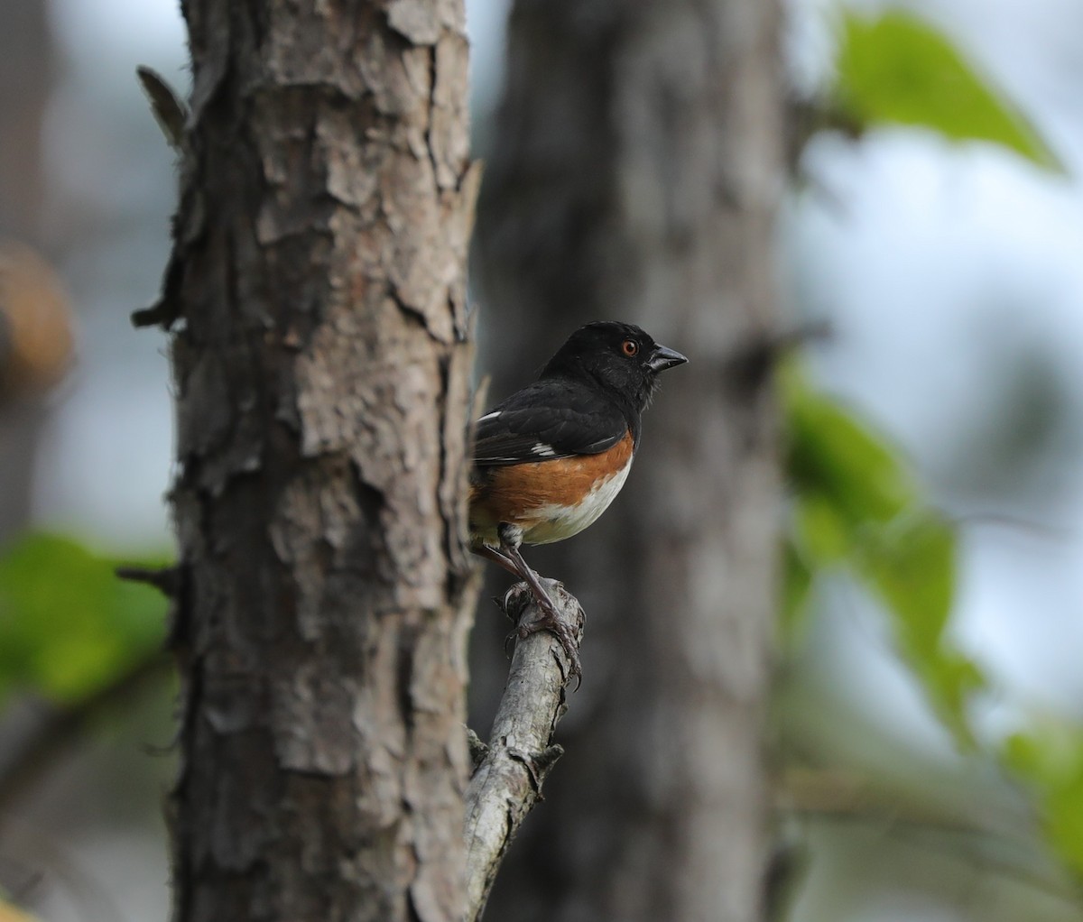 Eastern Towhee - ML620799982