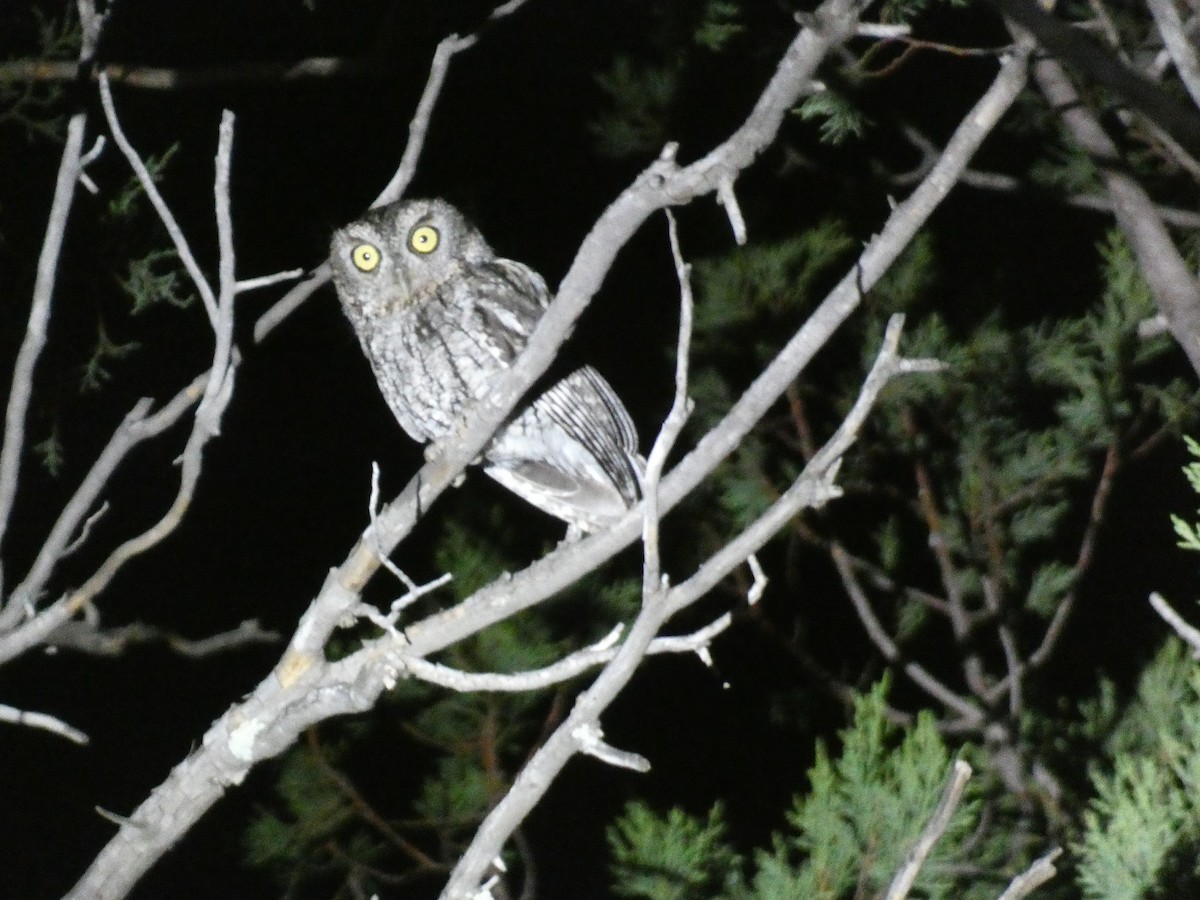 Whiskered Screech-Owl - Konstantin Iordanov