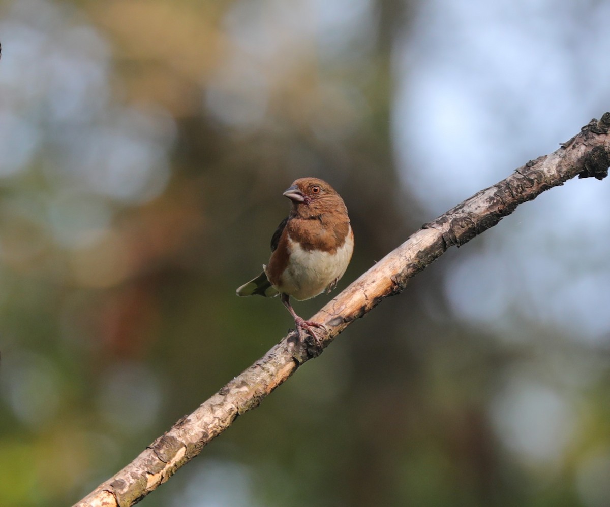 Eastern Towhee - ML620799984