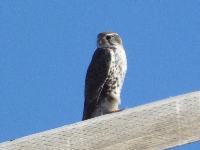 Prairie Falcon - Dave Hanscom