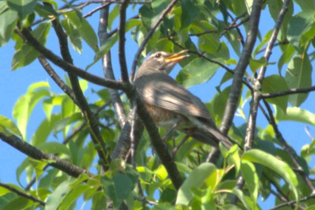 American Robin - ML620799986