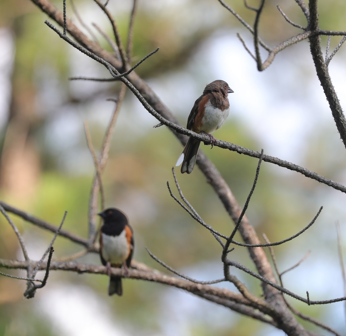 Eastern Towhee - ML620799987