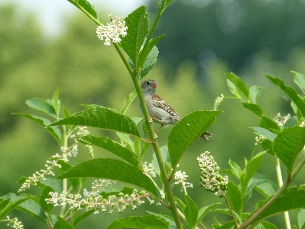 Field Sparrow - ML620799992