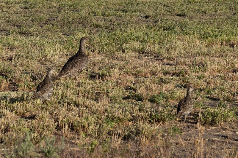 Greater Sage-Grouse - ML620800001