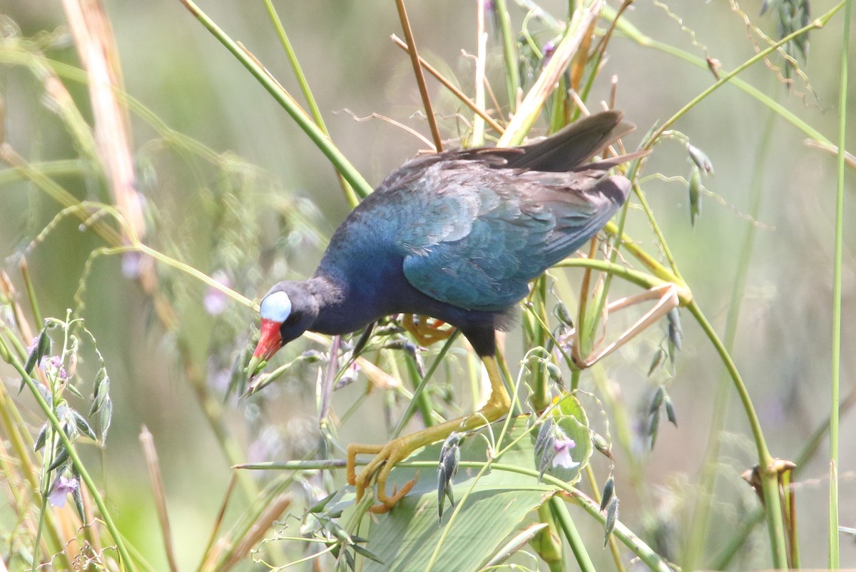 Purple Gallinule - ML620800005