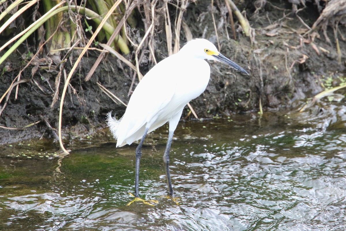 Snowy Egret - ML620800007