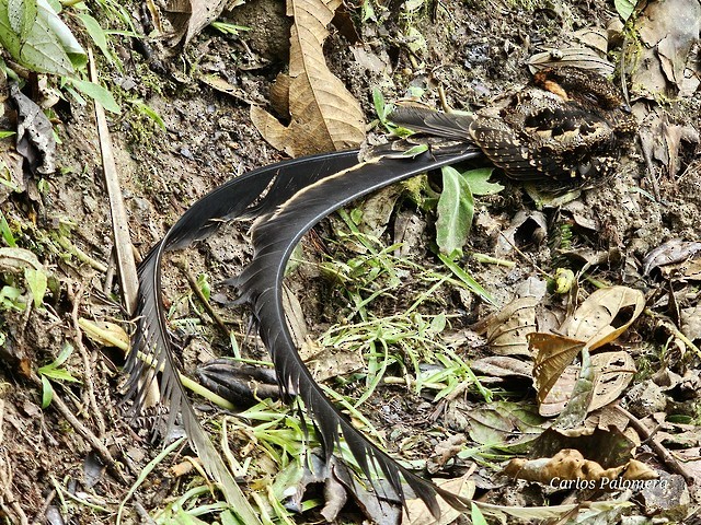 Lyre-tailed Nightjar - ML620800010