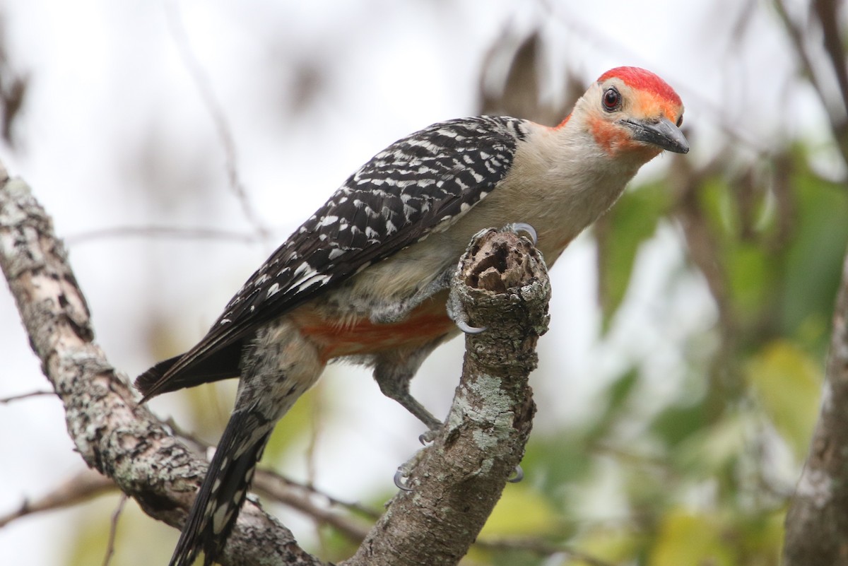 Red-bellied Woodpecker - ML620800011