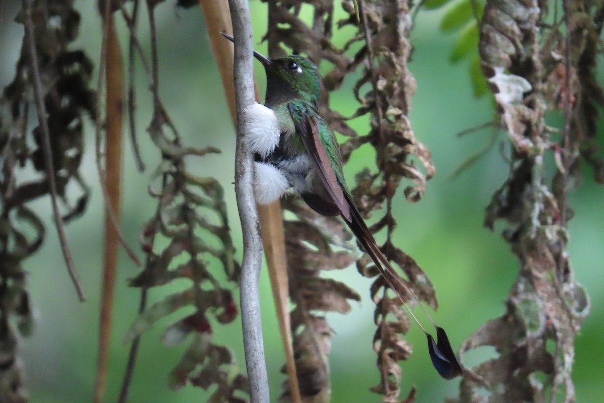 White-booted Racket-tail - Jonathan Bowser