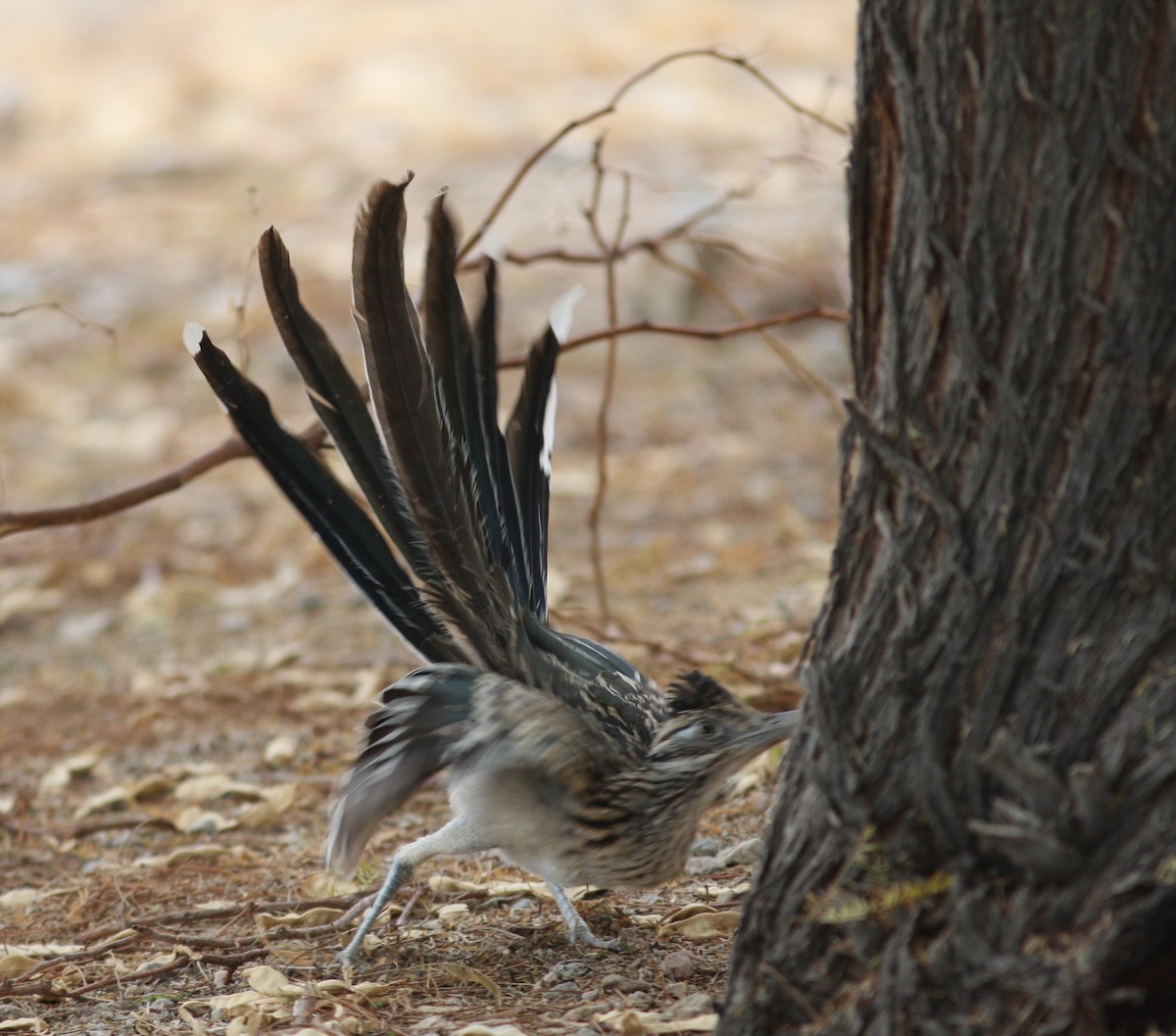 Greater Roadrunner - ML620800013