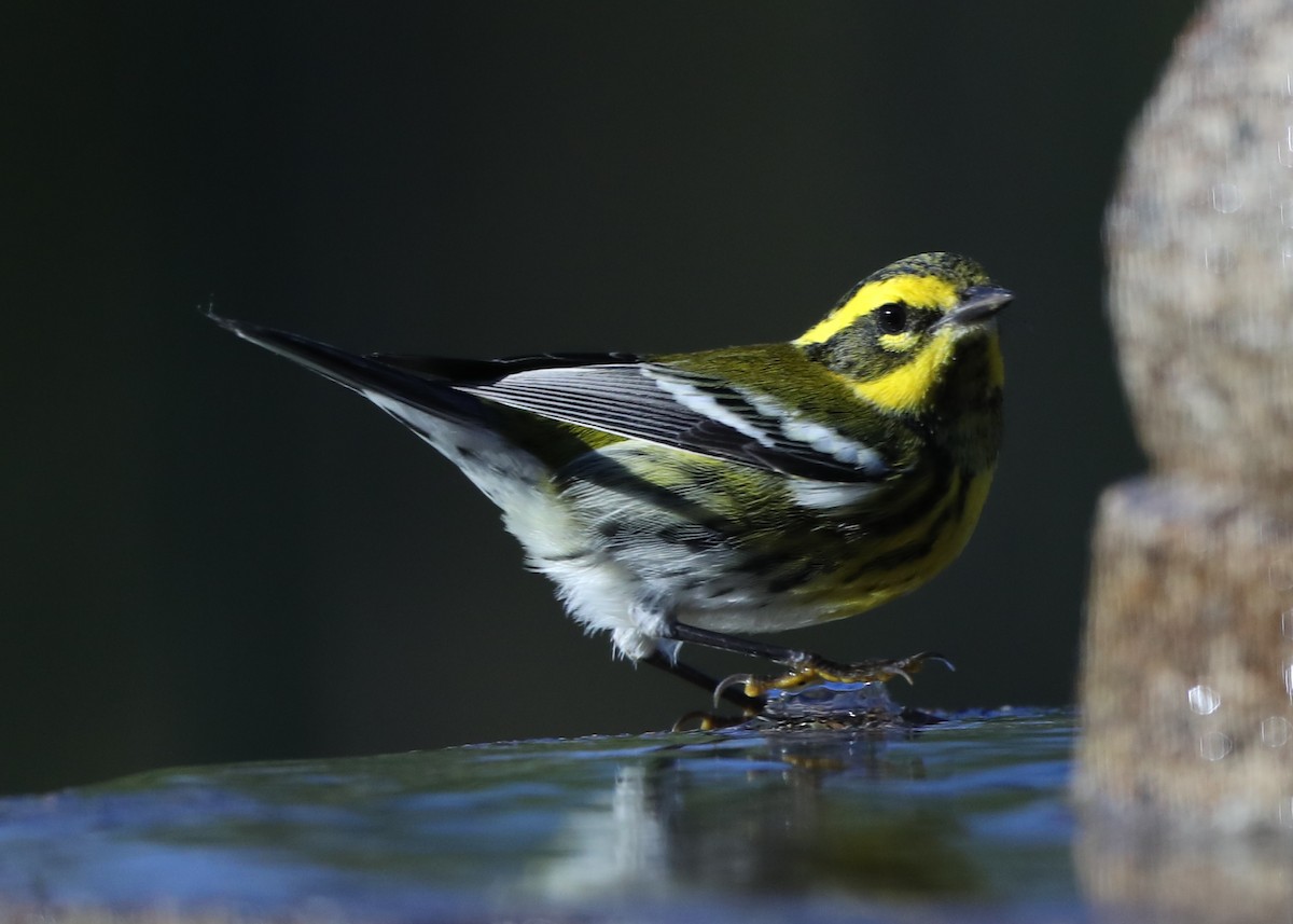 Townsend's Warbler - Linda Dalton