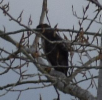 Red-tailed Hawk - ML620800019