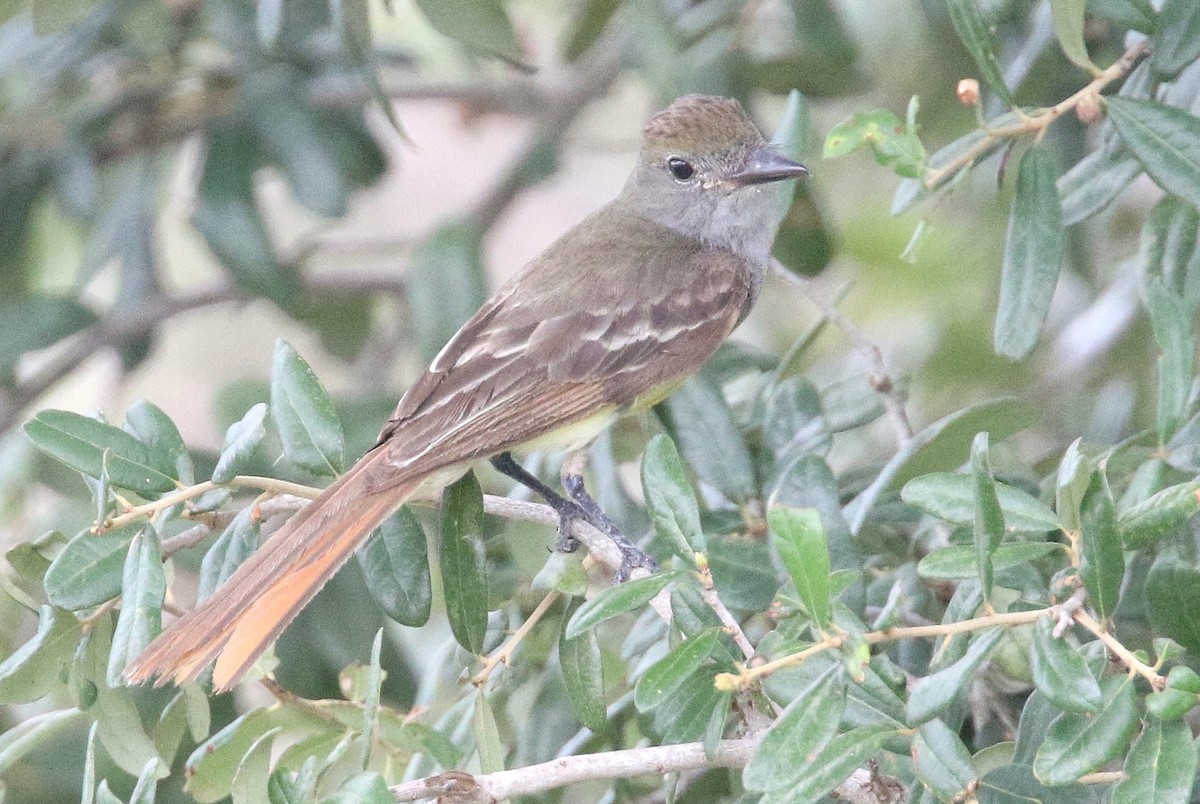 Great Crested Flycatcher - ML620800020