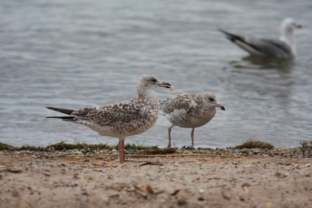 Ring-billed Gull - ML620800021