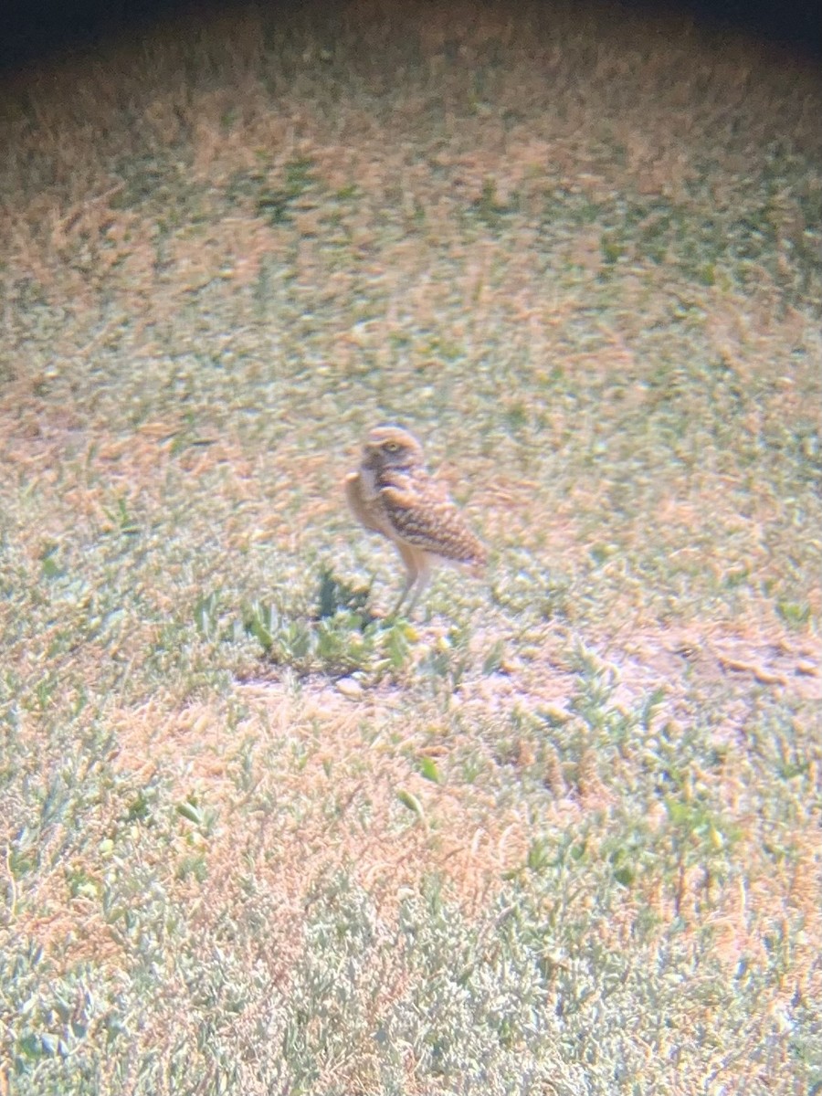 Burrowing Owl - ML620800033