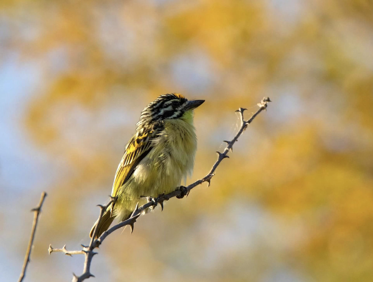 Yellow-fronted Tinkerbird - ML620800052