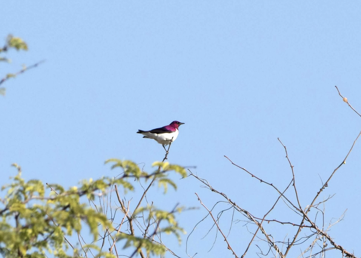 Violet-backed Starling - ML620800053