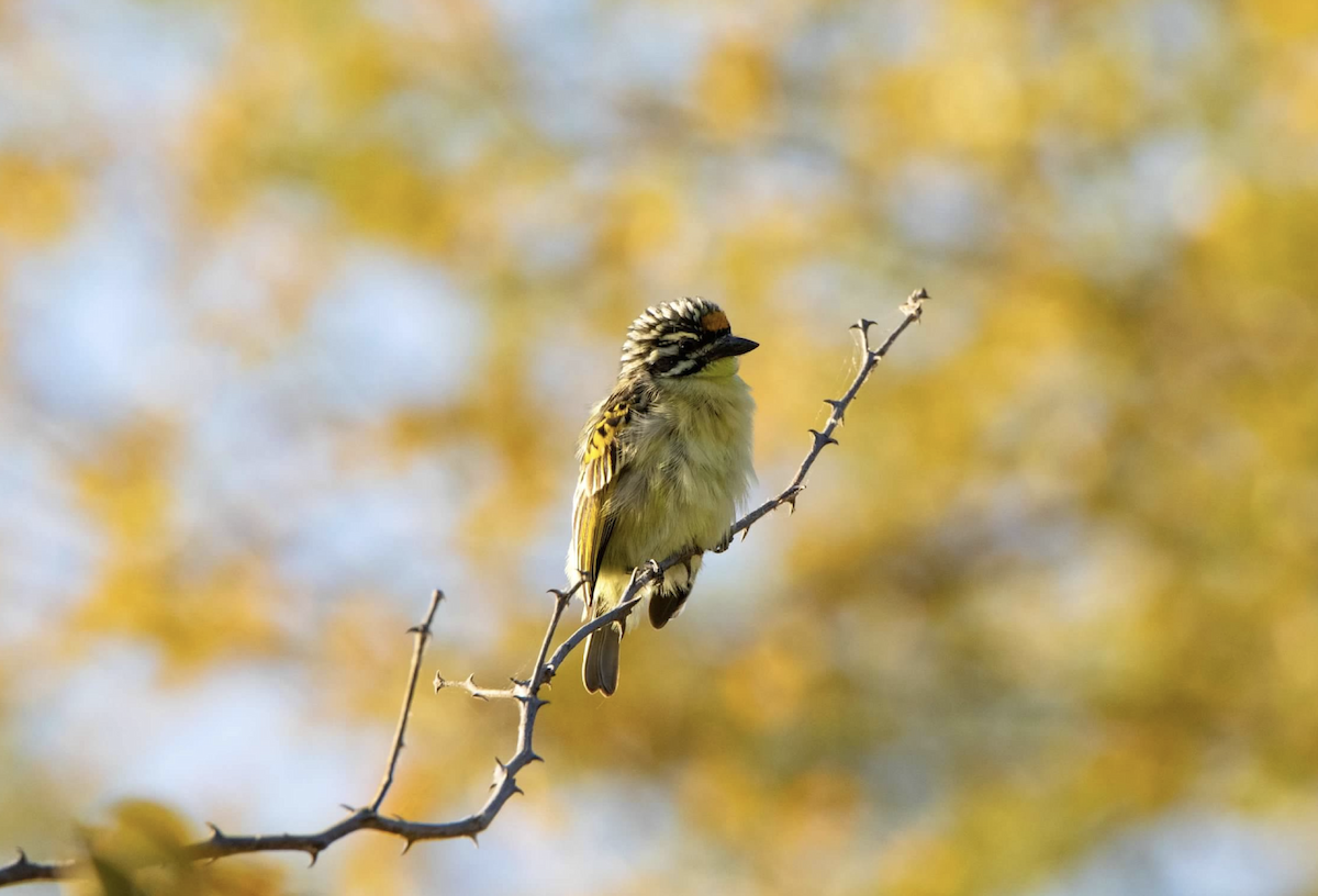 Yellow-fronted Tinkerbird - ML620800057