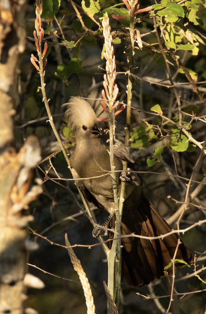 Gray Go-away-bird - ML620800059