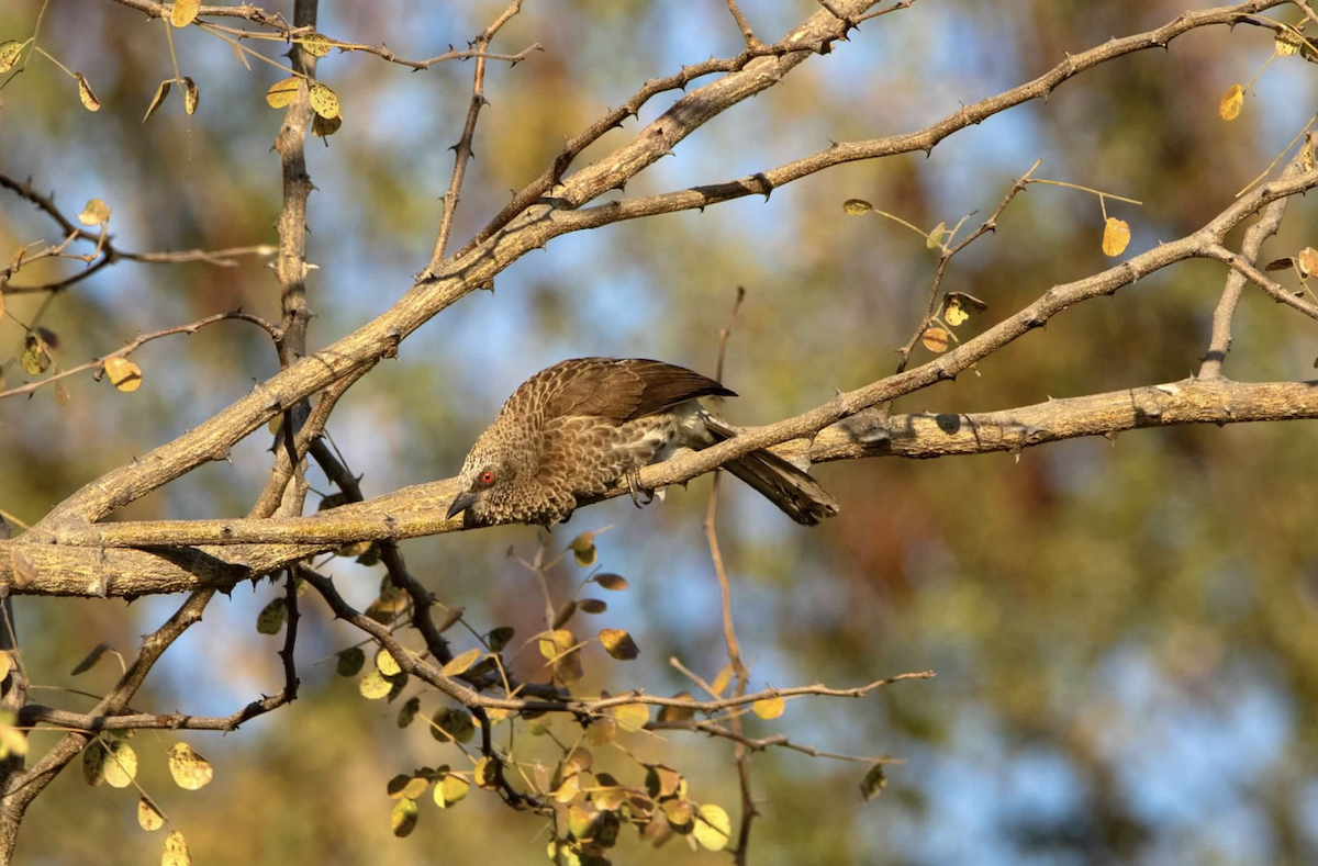 Arrow-marked Babbler - ML620800067