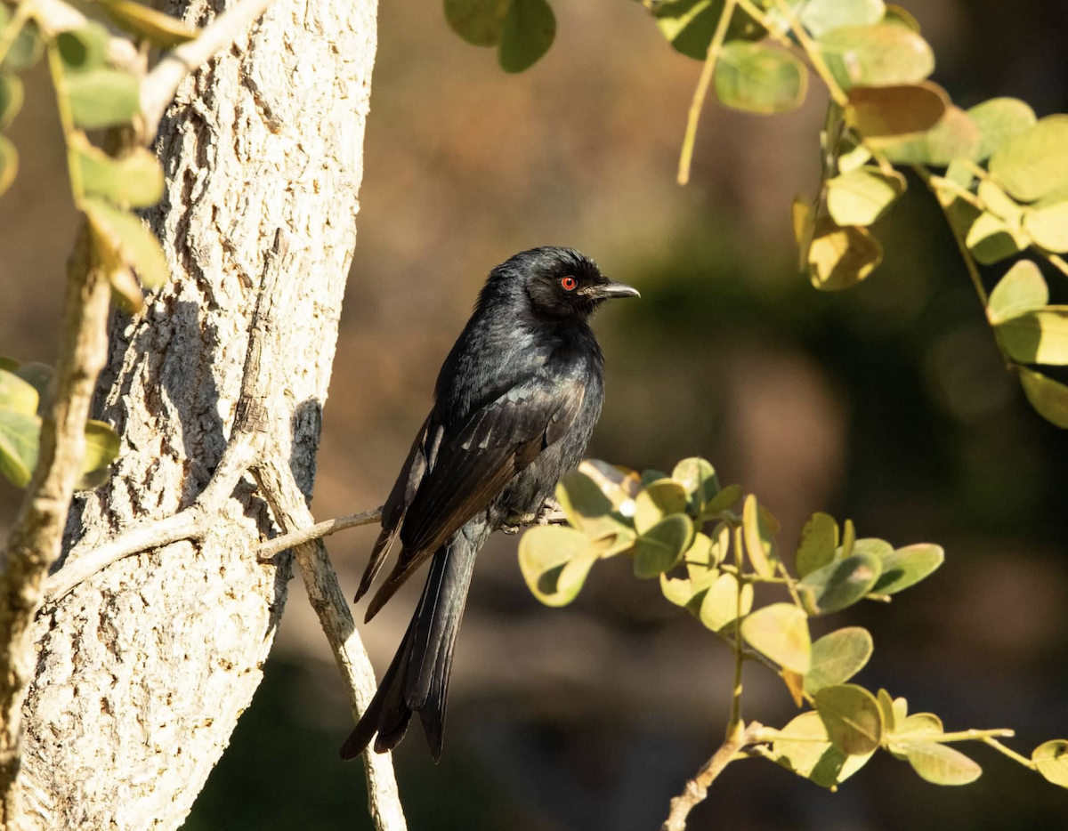 Çatal Kuyruklu Drongo - ML620800068