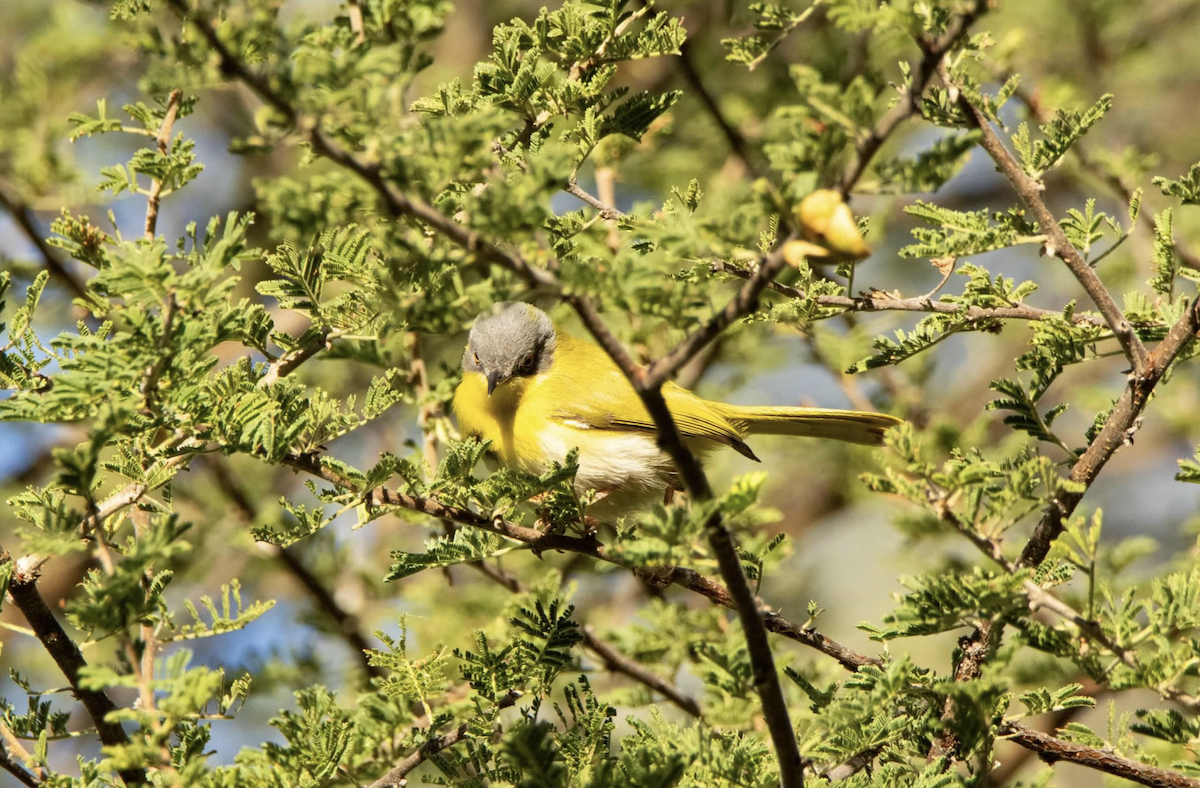 Yellow-breasted Apalis - ML620800074