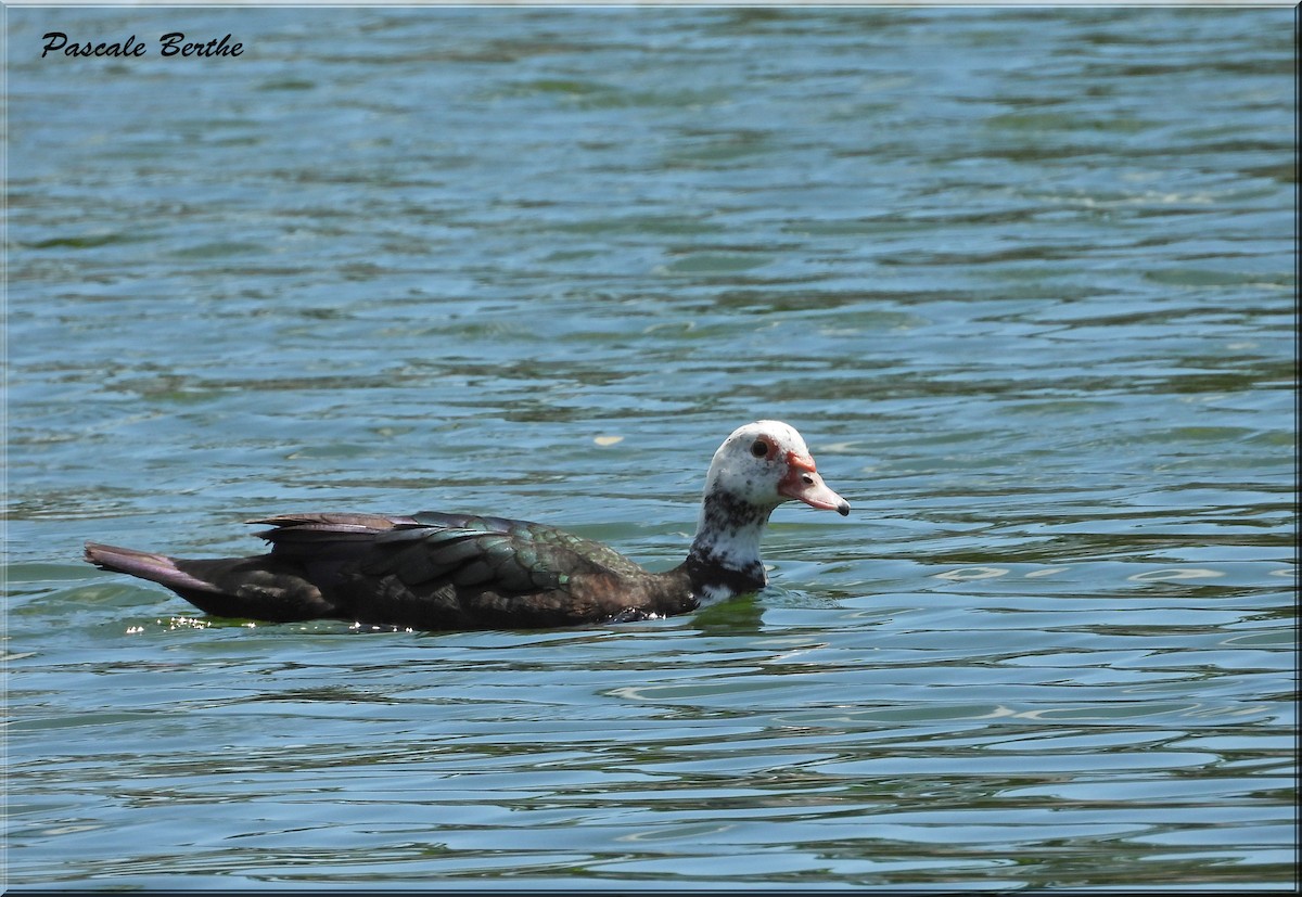 Muscovy Duck (Domestic type) - ML620800091