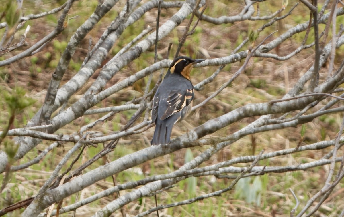 Varied Thrush - ML620800095