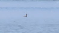 Pied-billed Grebe - ML620800102