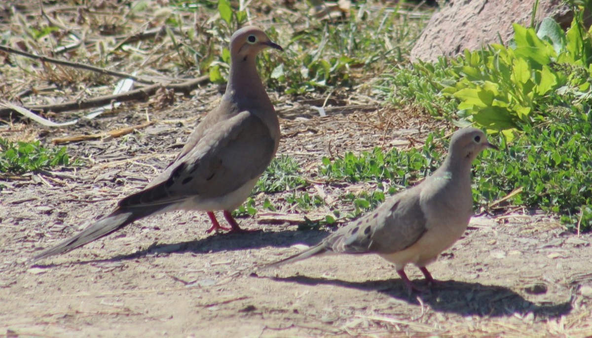 Mourning Dove - ML620800109