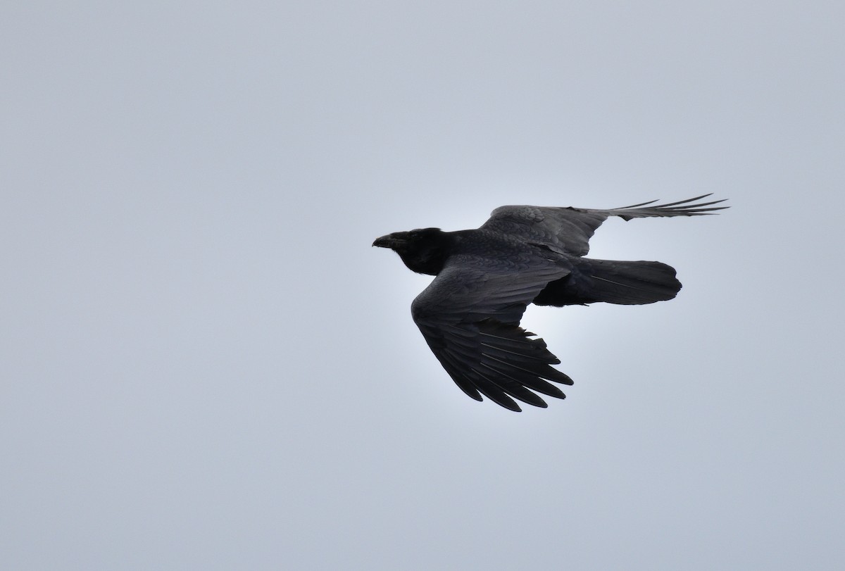 Common Raven - Timothy Piranian