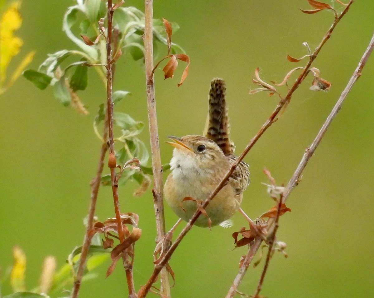 Sedge Wren - ML620800131