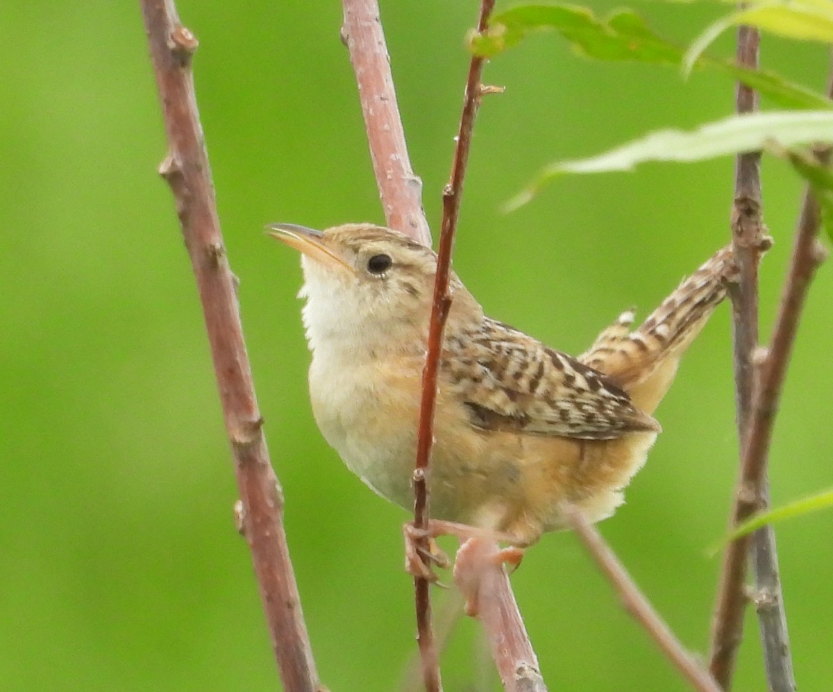 Sedge Wren - ML620800133