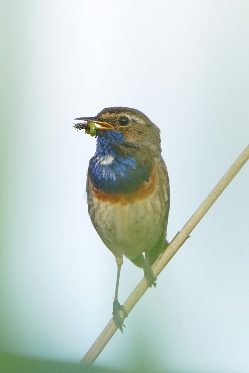 Bluethroat - ML620800151