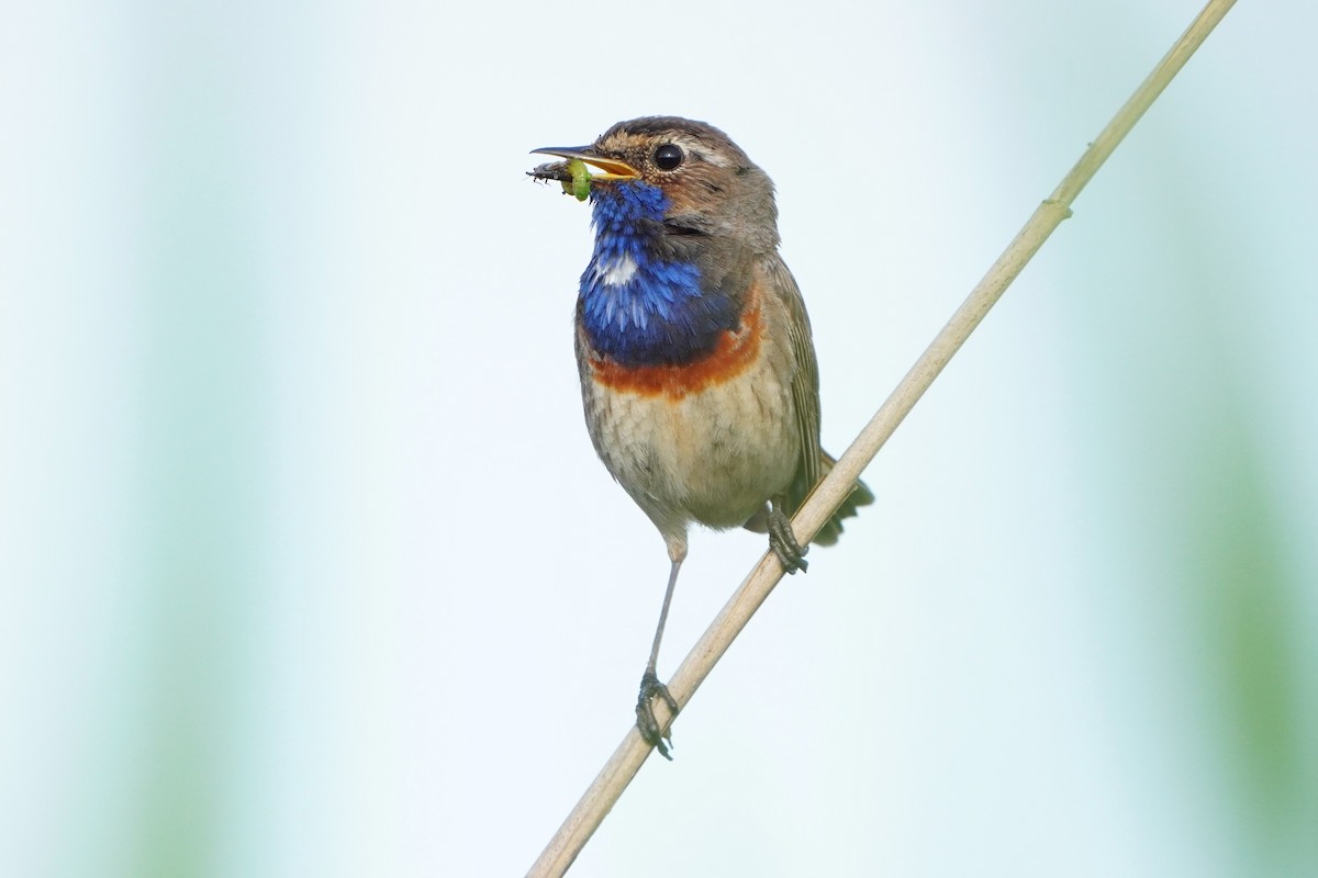 Bluethroat - ML620800152